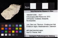 Foto (Objket + Etiketten) von Ambulocapsa altilis (Robins et al., 2013) 